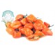 Chilli Orange Spicy Habanero