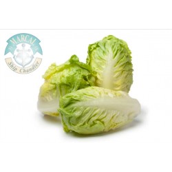 Chinase Cabbage