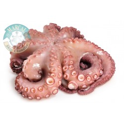 Octopus Fresh