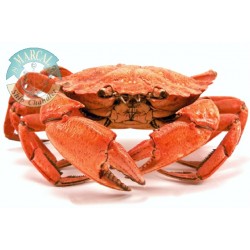 Fresh Crab