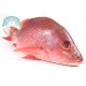 Fish Red Snapper