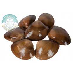 Chocolata Clam in its Shell