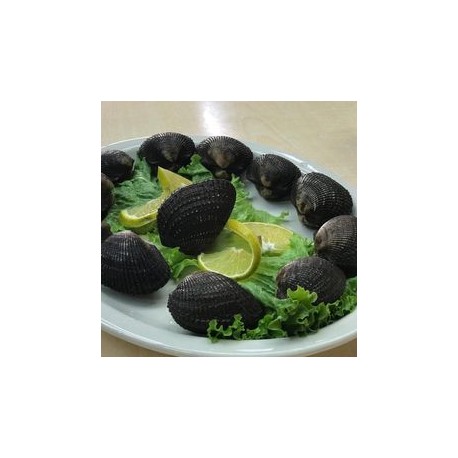 Fresh Black Clam in its Shell